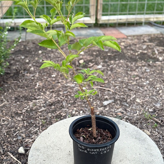 Thumbnail: Black Elderberry (shrub) - 2g pots