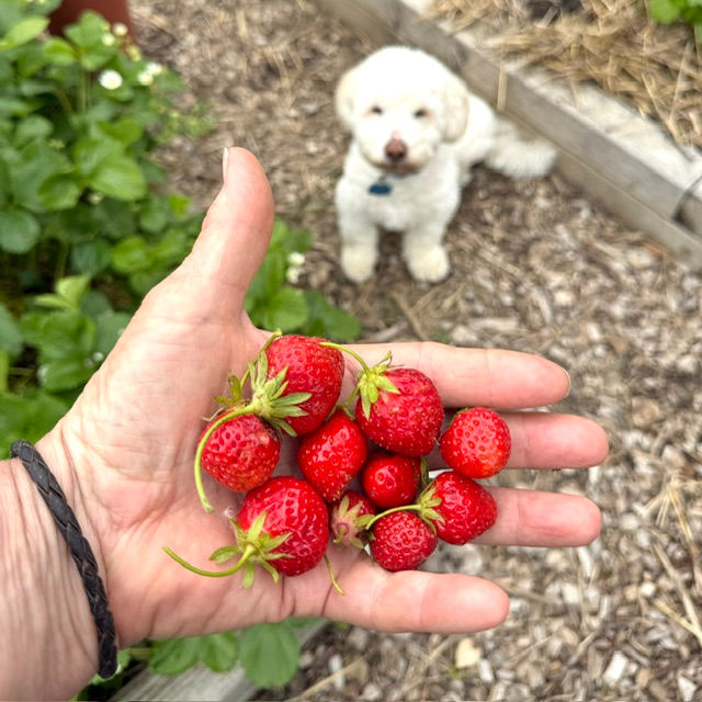 Thumbnail: Mara Des Bois strawberry plants - 1 gallon