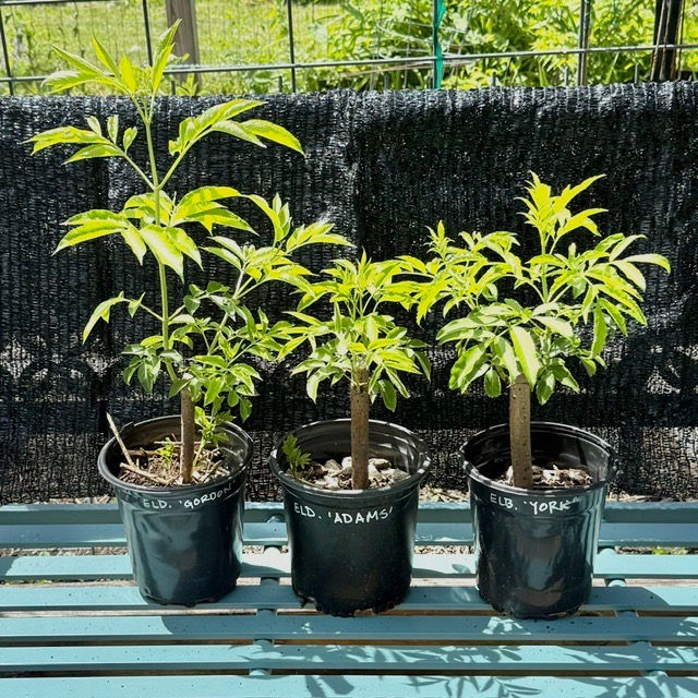 Thumbnail: Black Elderberry (shrub) - 1g pots