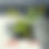 Thumbnail: Prairie Plants 4-Pack or Tray - SET A