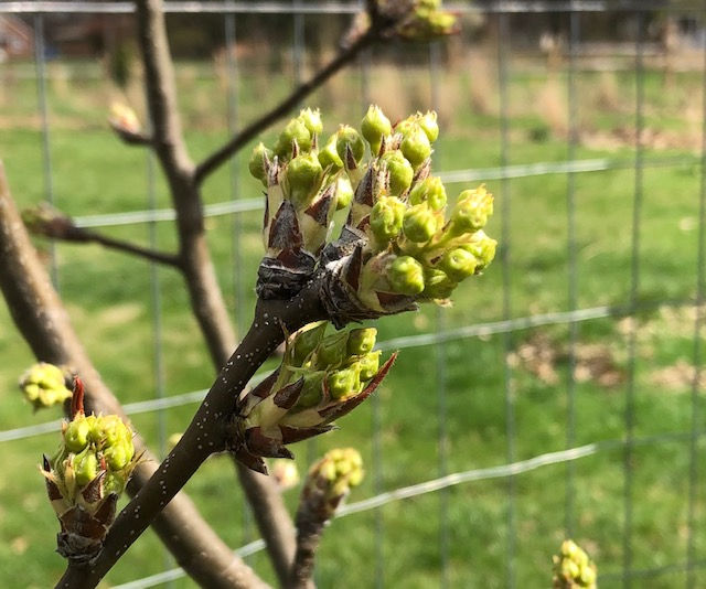 shinko asian pear fruit buds