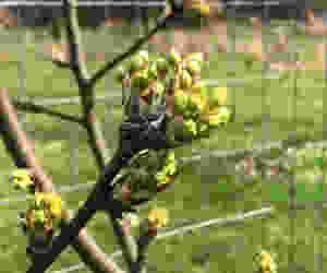 shinko asian pear fruit buds