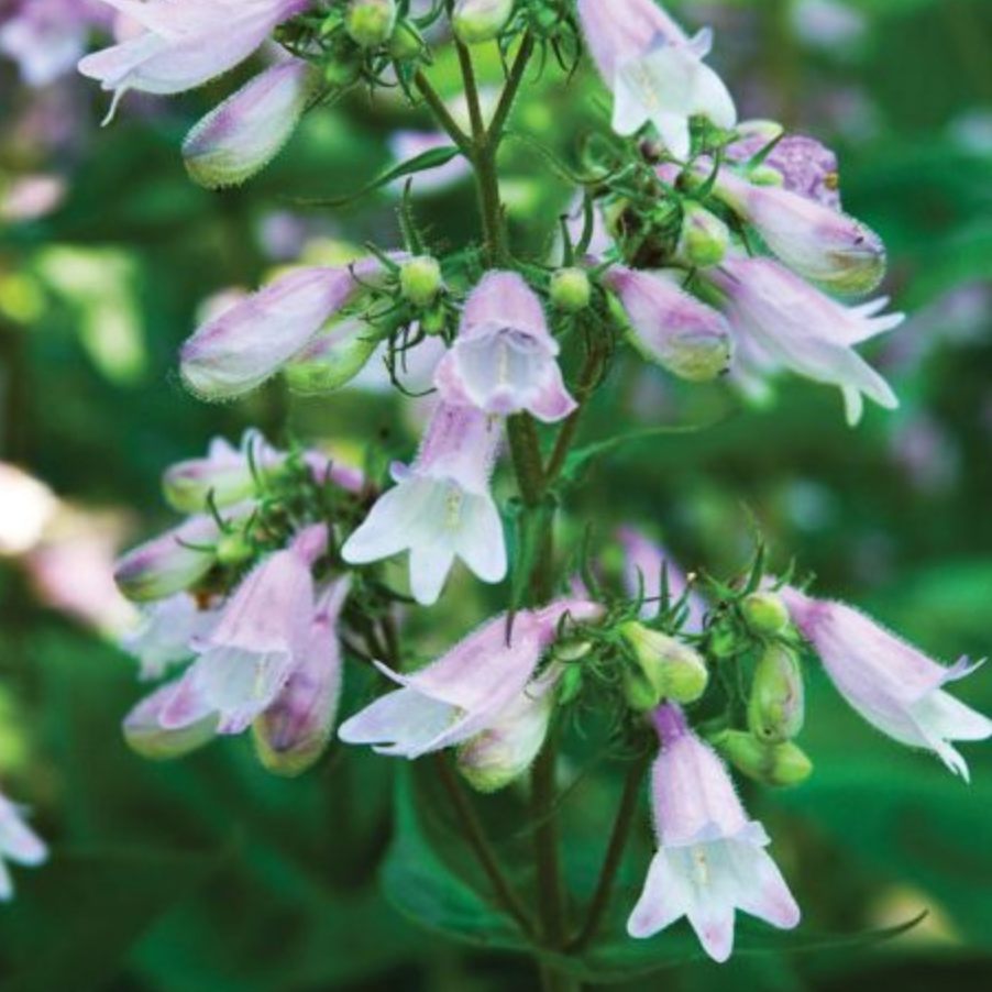Thumbnail: Foxglove Beardtongue (Penstemon digitalis) - 1g pot
