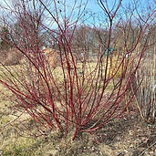 red twig dogwood shrub in winter