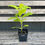 Thumbnail: joe pye weed eutrochium