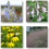 Thumbnail: Prairie Plants 4-Pack or Tray - SET A