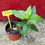 Thumbnail: oxeye early sunflower Helianthus