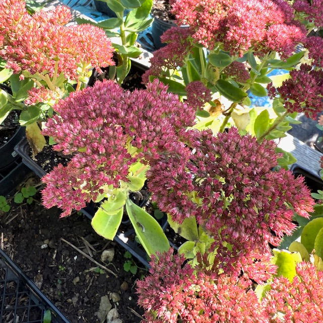 Tall Sedum - lg quarts