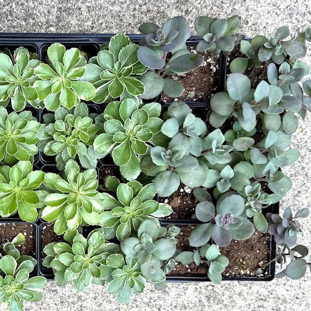 Cold-Hardy Succulents - $4 each!