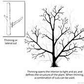Proper pruning techniq
