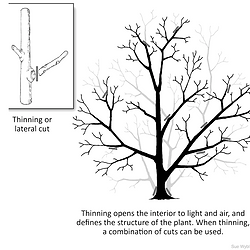 Proper pruning techniq