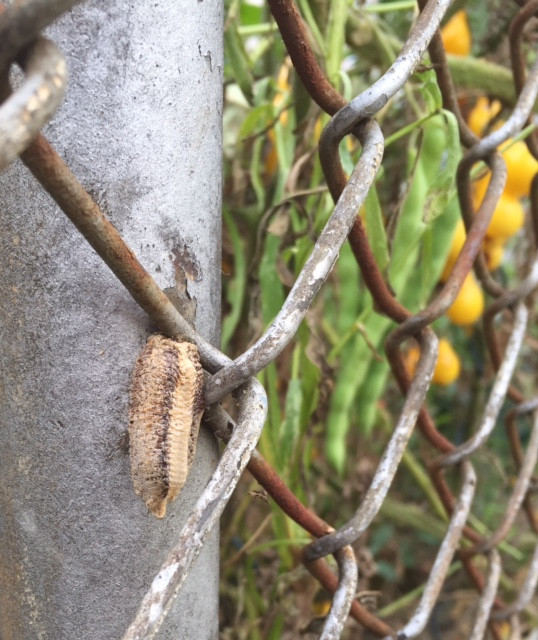 praying mantis case1