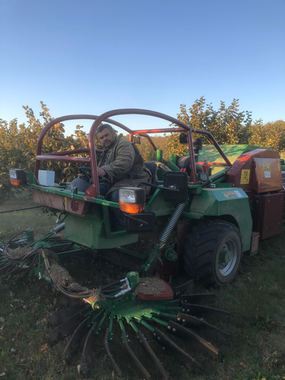 Notre tracteur dans nos noisetiers d'Eur-et-Loir