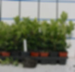 Aronia Viking