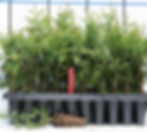Thuja Green Giant
