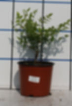 Nanadina Domestica