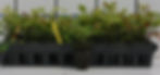 Nandina Firepower