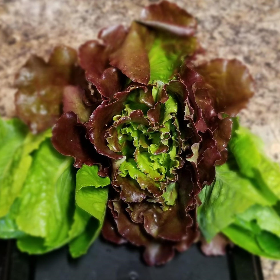 Thumbnail: Heritage Lettuce Heads