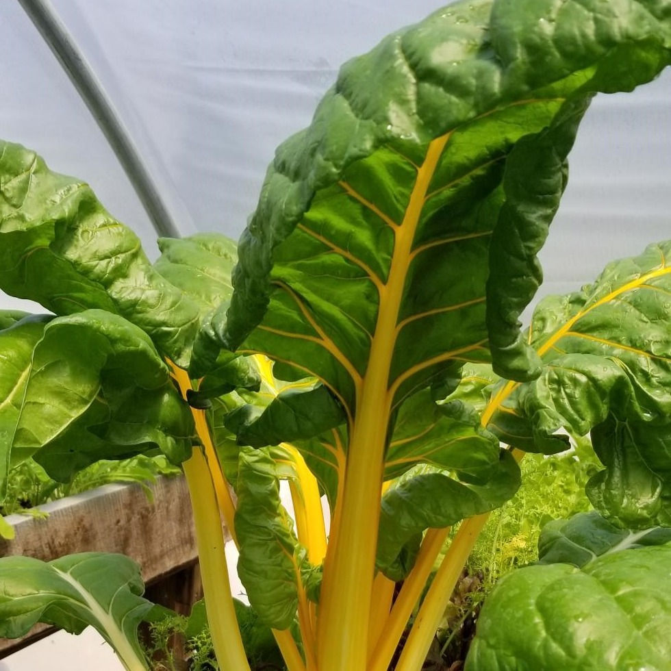 Thumbnail: Mixed Cooking Greens