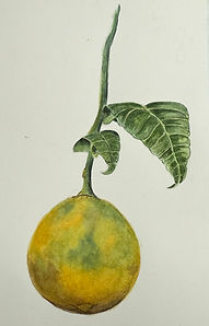 Water color pear - Into to water c