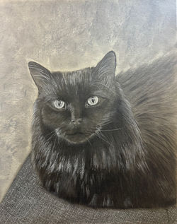 Cornelius Pet Drawing