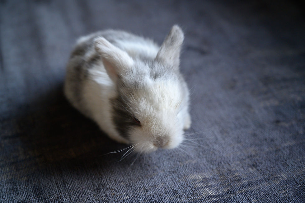 Lapin 4 - femelle