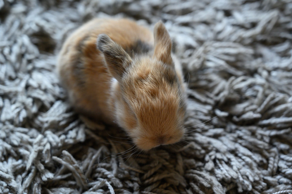 Lapin 3 - mâle