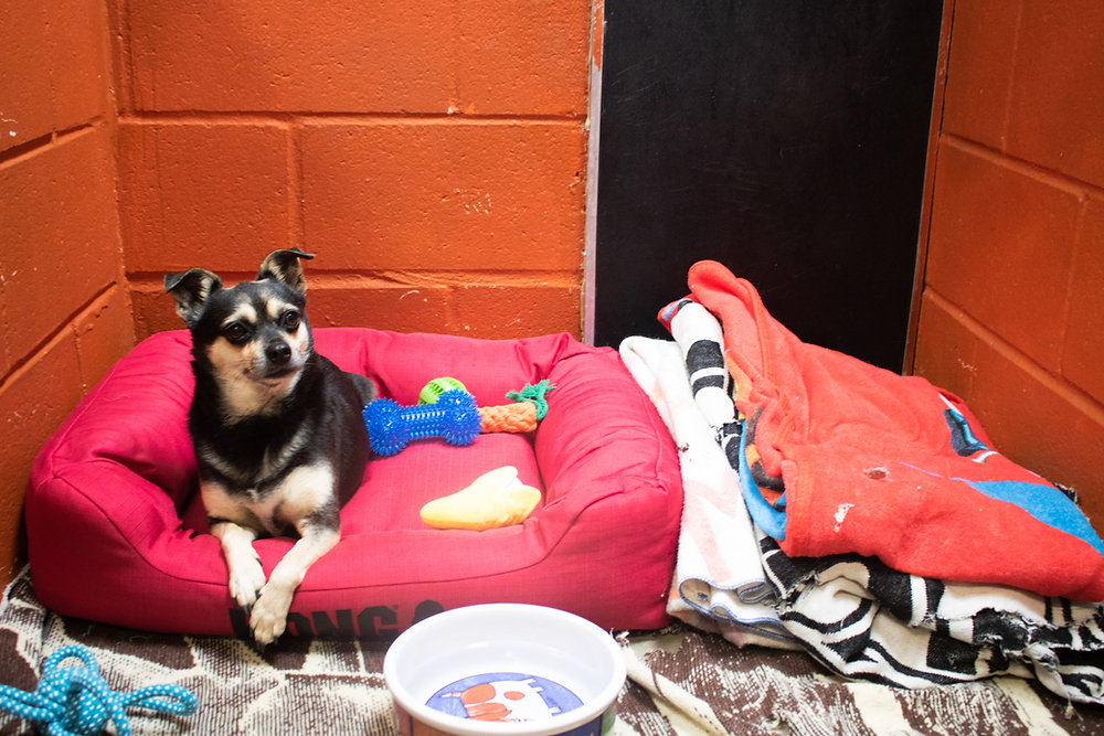 Leaving Your Dog Overnight at a Dog Kennel? Here are 4 Things to Ease