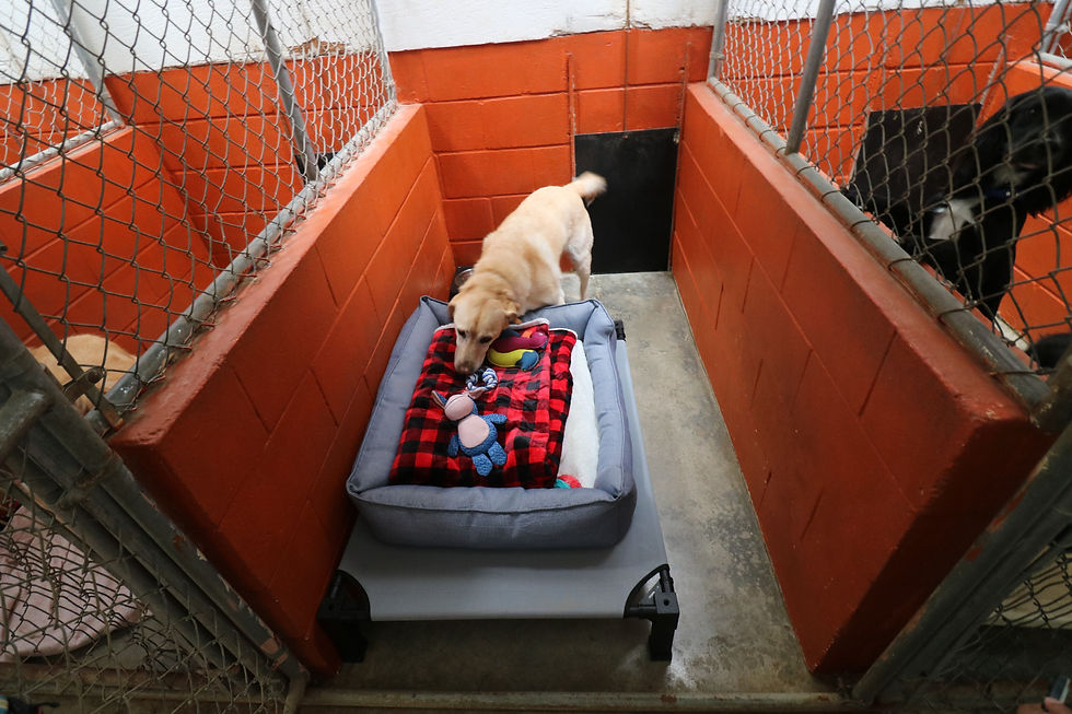 Large Pet Boarding Santa Cruz, CA