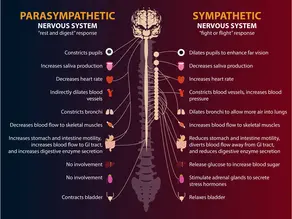 The Autonomic Nervous System and Trauma 