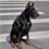 Thumbnail: Dog Muzzle Anti-Bite Anti-Barking