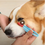 Thumbnail: IPC Pet Tear Marks Comb Brush for Cats and Dogs, Eye Excrement Cleaner, Soft Kno