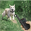 Thumbnail: Smart Dog Shock Collar with Remote