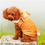 Thumbnail: Warm Fleece Pet Coat Cotton Jacket Teddy Small Medium Dogs Cats Autumn Winter