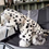 Miniatúra: Winter Dog Coat Leopard Print Velvet Hoodie for Small Dogs and Cats