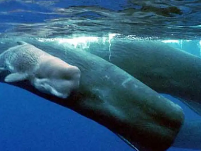 Dominica to set up world's first sperm whale reserve