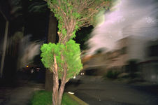 ARBOLITOALCENTRO.jpg