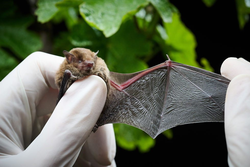 One of the photos not used in OUTBACK magazine. Image: Colin Page, courtesy Fowles Wine