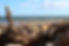 DogsOnTheBeach.JPG