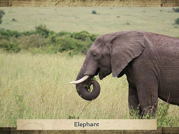 Elephant