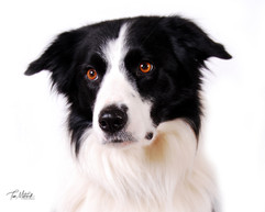 Dog Portrait