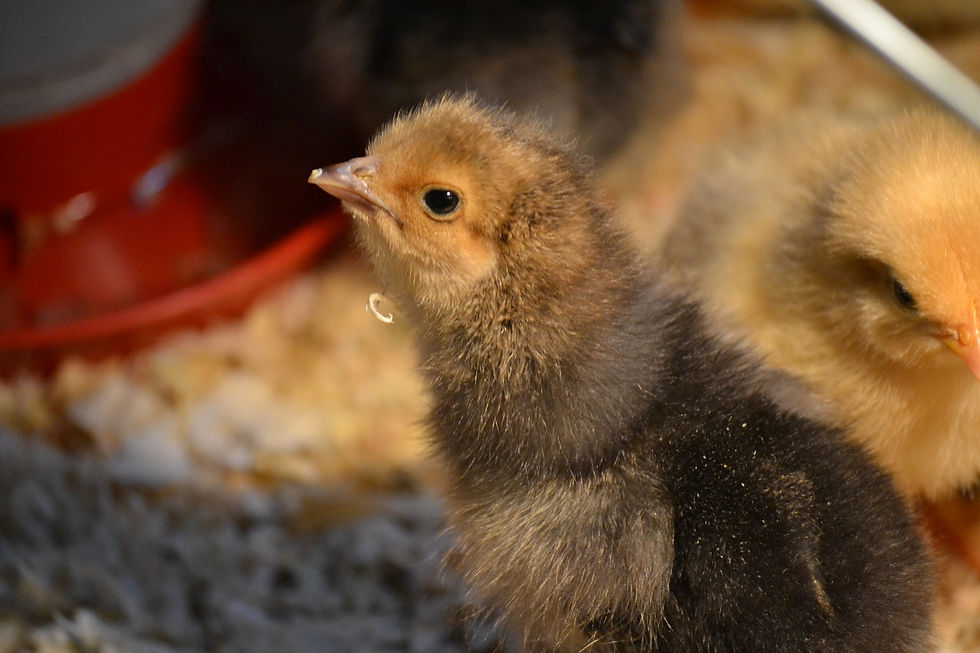 poussins