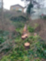 Bomen vellen