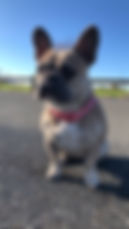 Bailey
