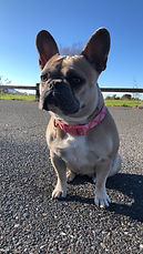 Bailey
