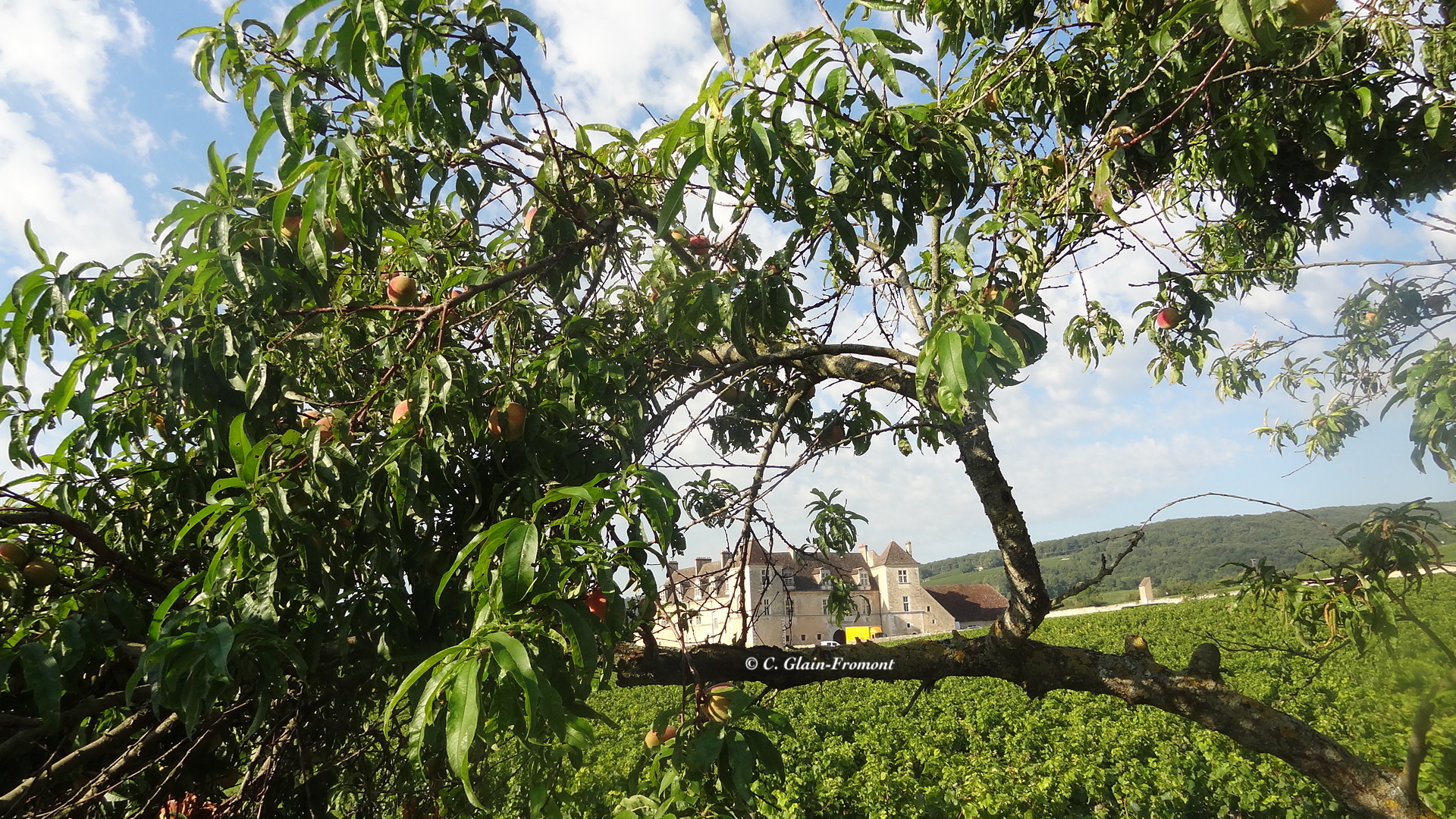 Pêches de vignes