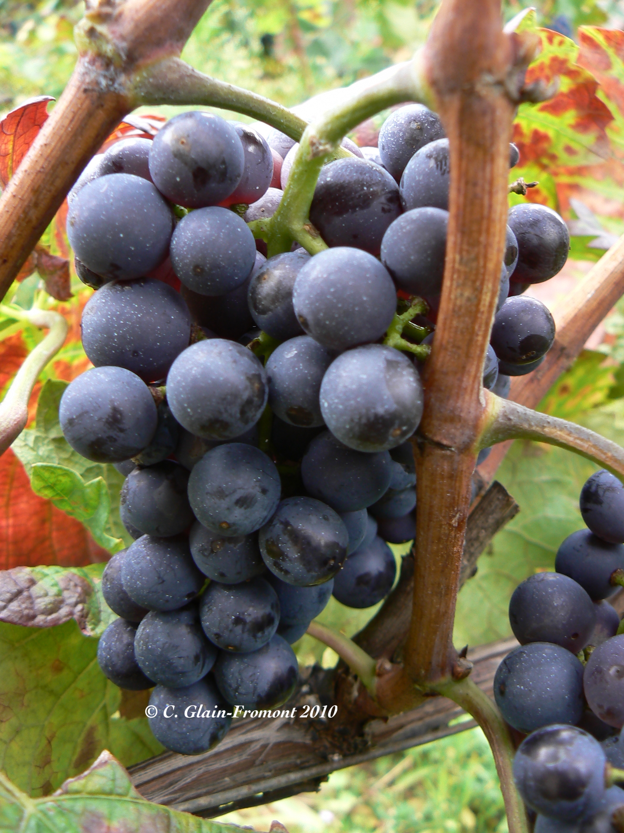 A.O.C Clos Vougeot grand crus