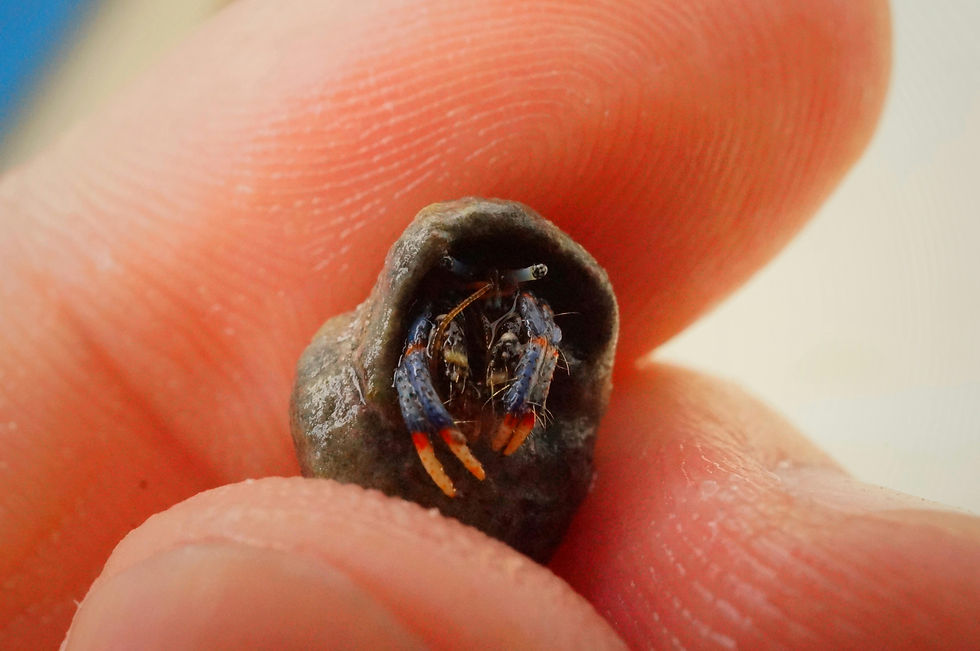 Close-up view of a hermit crab changing shells on a sandy substrate