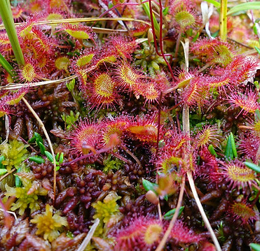 round-leaved-sundew-3528462.jpg