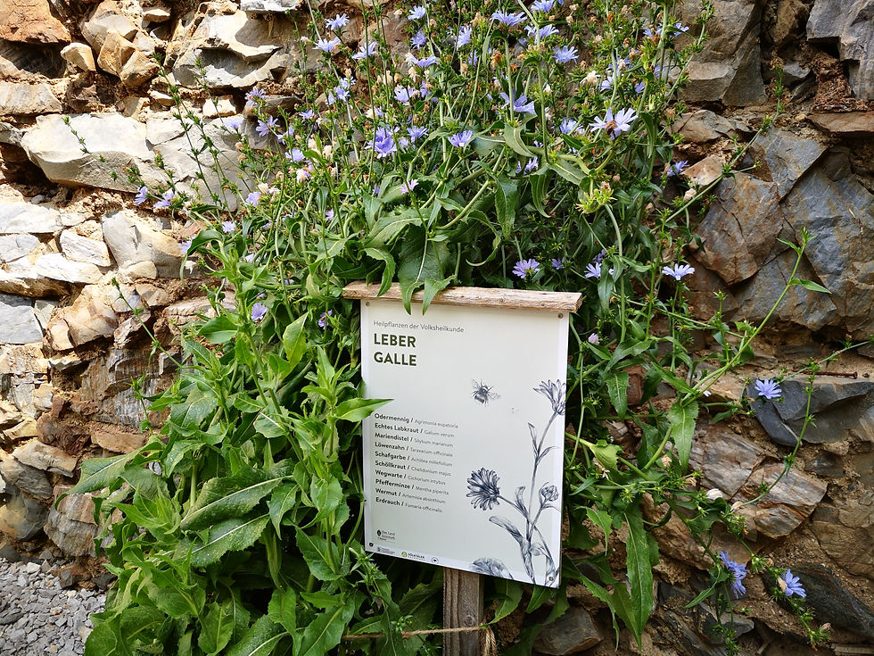 Schautafel Heilkräuter (c) Naturpark Sölktäler